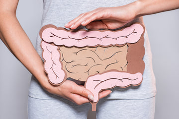 partial-view-of-woman-holding-paper-made-digestive-system